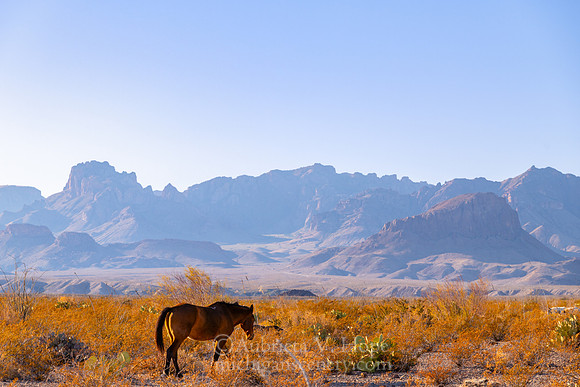 "Desert Wanderer, Big Bend National Park"