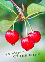 "Vertical Michigan Cherries Magnet"