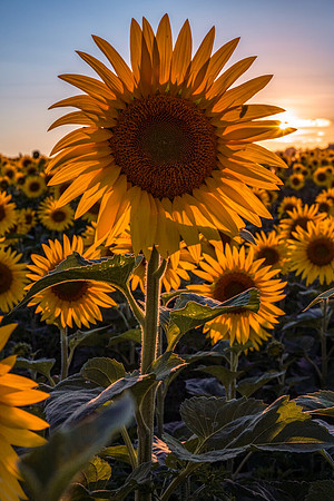 "Star Sunflower"
