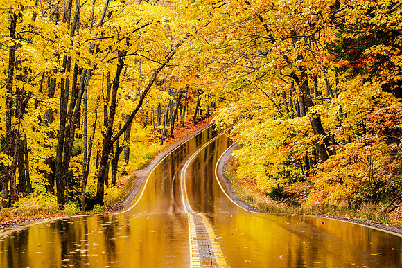 "Autumn Gold - US-41"