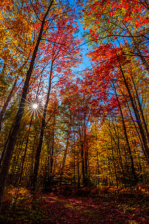 "Autumn Path, Porcupine Mountains"