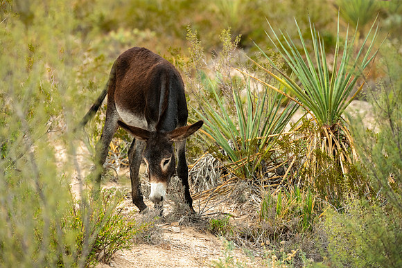 "Mexican Burro at Big Bend National Park"