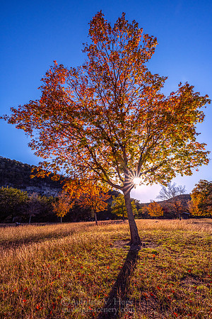 "Bigtooth Maple at Sunset, Lost Maples State Natural Area"