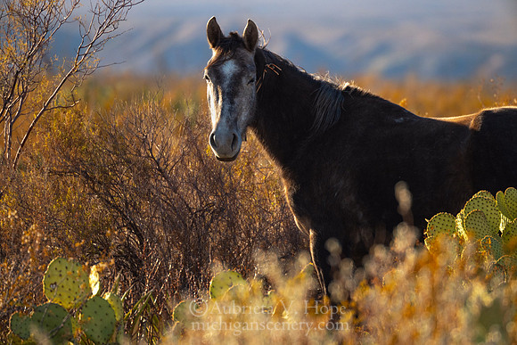 "Mexican Ranch Horse at Golden Hour"